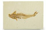 Bargain, Fossil Fish (Diplomystus) - Wyoming #355678-1